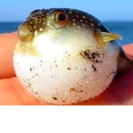 The Fat Fish