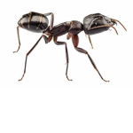 Carpenter Ants United