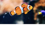 Fish love group