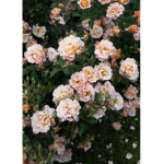 Stars.blossom