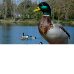 The Cult Of Duck