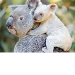 —<Animal Group>—