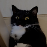 rich kitty studios