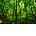 The Deer Forest
