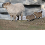 Only Capybara Fans Can Join