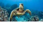 Sea Turtle Nation!!