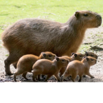 Capybara peeps