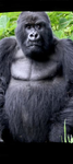 Jungle Of The Gorilla