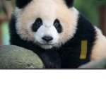 Panda pies_