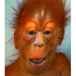 irrelavent monkey