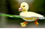 TheQuack Domain