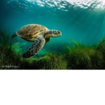 Sea turtle Entertainment