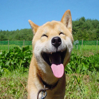DOG Roblox decal