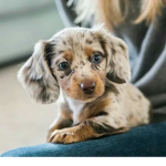 Sausage dog clothing!