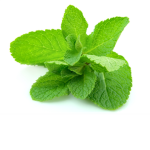 Minty Fresh Crew