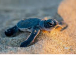 Sunny beach side or the turtle land