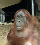 Friendly Monkes