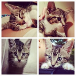 Cats_4_life 15
