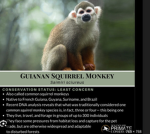 Squirrel monkey group