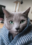 Floppa_YT fan group