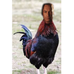 Flight Of The Chickens