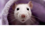 Rat's AI Clothing