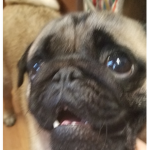 The Pugs War Has Begun
