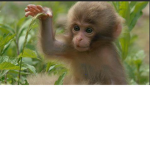 monkey group monkey