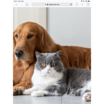 Dogs cats forever