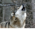 Actxve Wolves