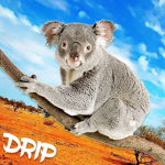 Drip Down Under