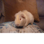 chippy the piggy