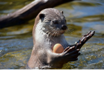 The Roblox otter fan group