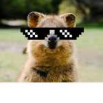 The Quokkas