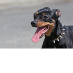 StrongerDog