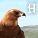 HOLOCENE Mobile icon