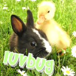 luvbug