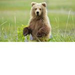 The bear cultt