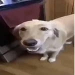 los pero