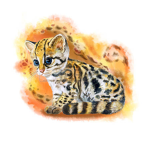 Ocelot Studio’s
