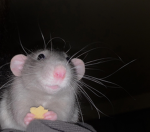 Mylilremis