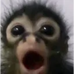 Ooga Booga Monkeys