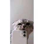 Love_lilly