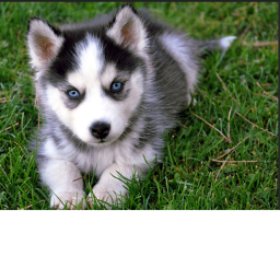 Husky Cafe