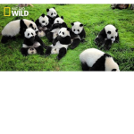 Pandas And Red Pandas Only