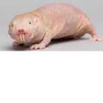 x._ratsquad_.x