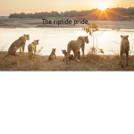The Riptide Pride
