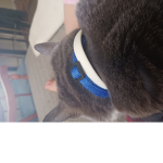 If my cat had a group(it gets updated about my cat