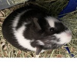 Aesthetic guinea pig