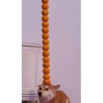 The Orange Shiba Squad
